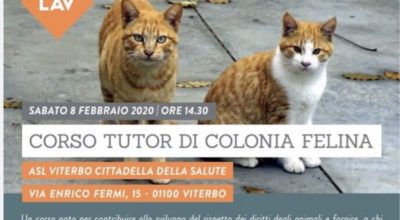 CORSO GRATUITO PER TUTOR DI COLONIA FELINA, IL CONSIGLIERE DELEGATO PERLORCA: “OTTIMA INIZIATIVA DELLA LAV”