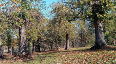 Al via i lavori nel parco di via del Colle a San Martino