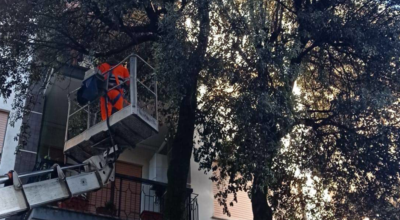 Potatura alberi, proseguono gli interventi di manutenzione al verde pubblico