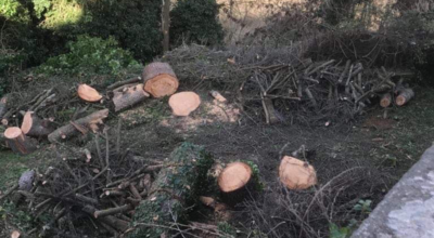 Potature e manutenzione alberature, interventi in piazza M. Buratti e in via Doria a San Martino. Attenzione ai divieti di sosta