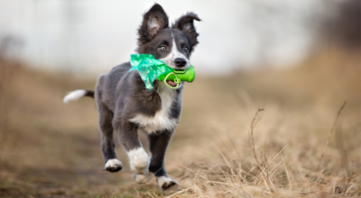 Cestini Deiezioni canine